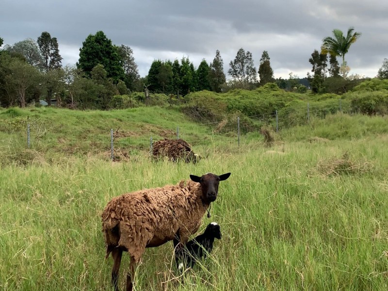Travel Inspo #7: Volunteering at an aquaculture farm on&nbsp;Hawai’i